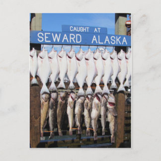 Fish in Seward, Alaska Postcard