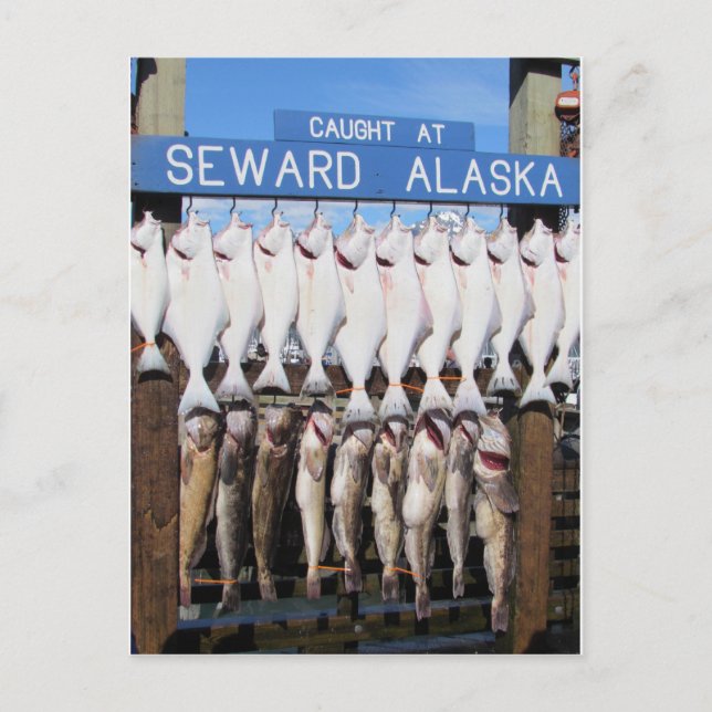 Fish in Seward, Alaska Postcard (Front)