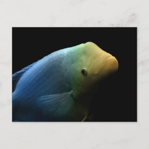 Fish in Tank - Art Photograph Postcard