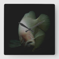 Fish in Tank Portrait