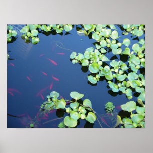 fish in water poster