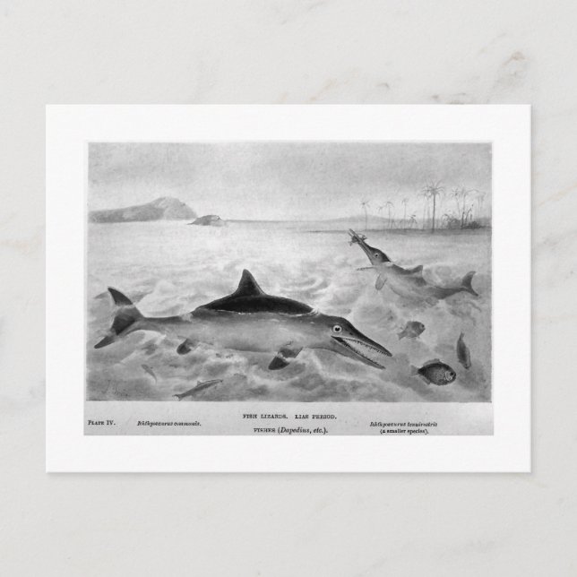 Fish Lizards art postcard (Front)