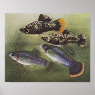 Fish - Mollies - Poecilia sphenops Poster