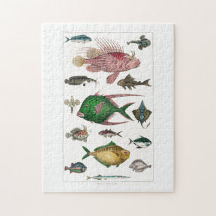 fish, ocean, cute, sea, water, animal, fishing jigsaw puzzle