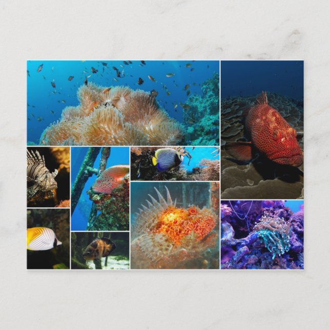 Fish, Photo Collage. Postcard (Front)