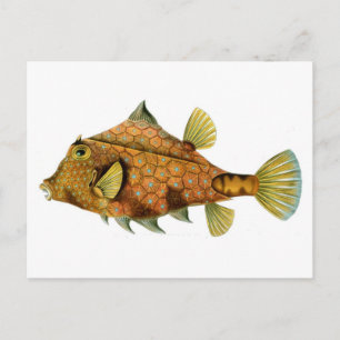 Fish Postcard