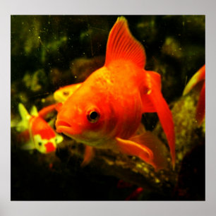 fish poster