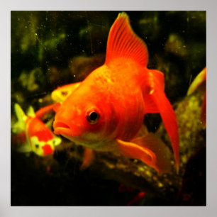 fish poster