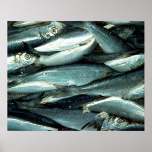 Fish Poster