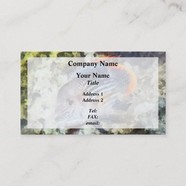 Fish - Rainbowfish Business Card (Front)