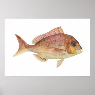 Fish - Red Bream - Chryosophrys guttuatus Poster