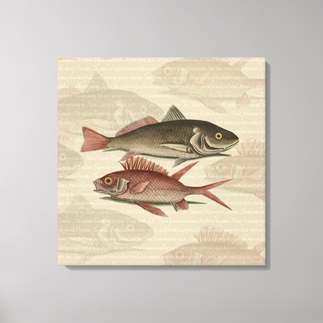 Fish Red Perch Fisherman Art Canvas Print (Front)