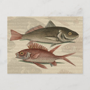 Fish Red Perch Fisherman Art Postcard
