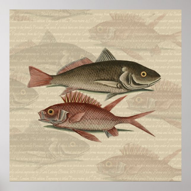 Fish Red Perch Fisherman Art Poster (Front)