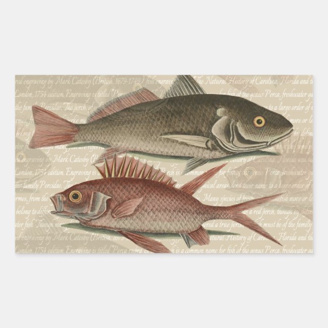 Fish Red Perch Fisherman Art Rectangular Sticker (Front)