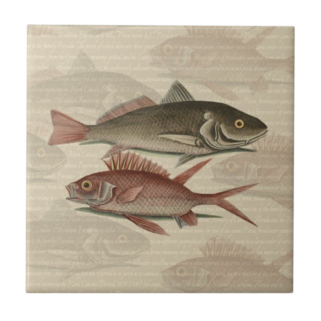 Fish Red Perch Fisherman Art Tile (Front)