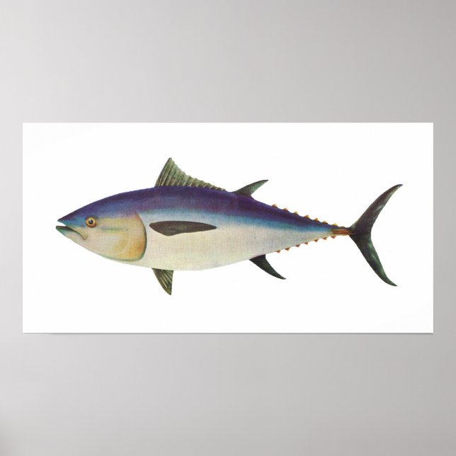 Fish - Southern Bluefin Tuna - Thunnus maccoyii Poster (Front)