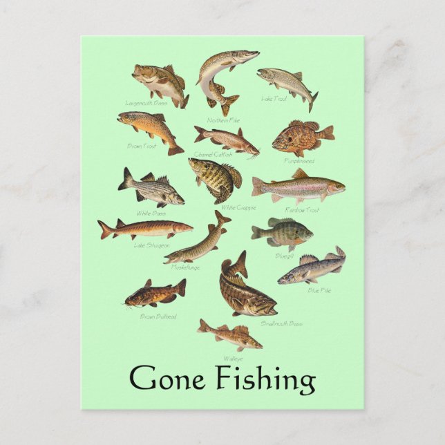Fish Species "Gone Fishing" Postcard (Front)