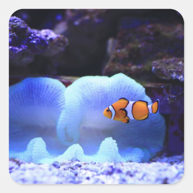 Fish Square Sticker (Front)