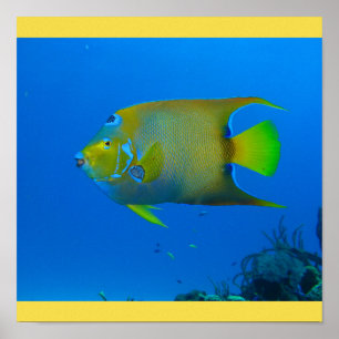 Fish Swim Home Fins Personalise Destiny Destiny'S Poster