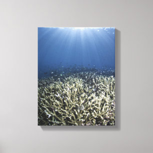 Fish swimming over dead reef canvas print