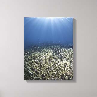 Fish swimming over dead reef canvas print