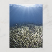 Fish swimming over dead reef