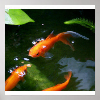 FISH TALES   www.debbie-may.fineartamerica.com Poster