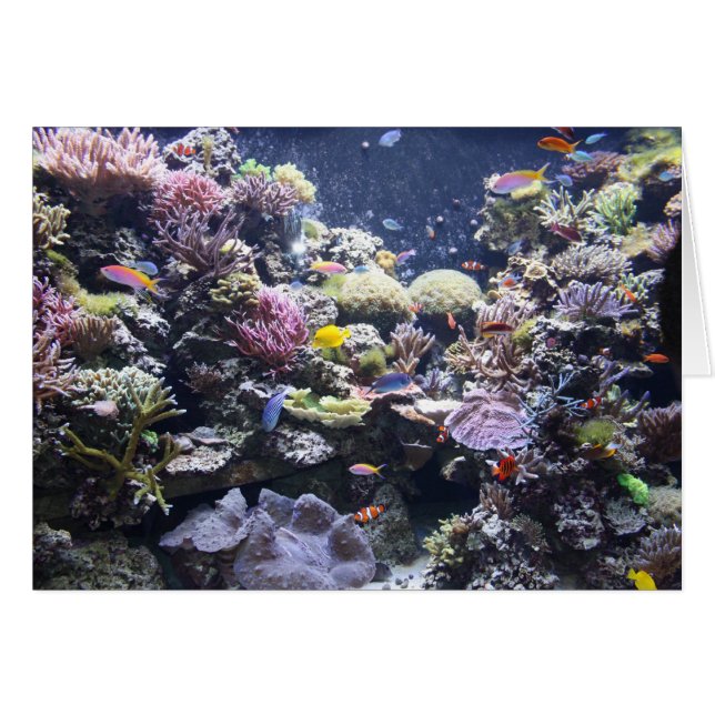 Fish Tank (Front Horizontal)