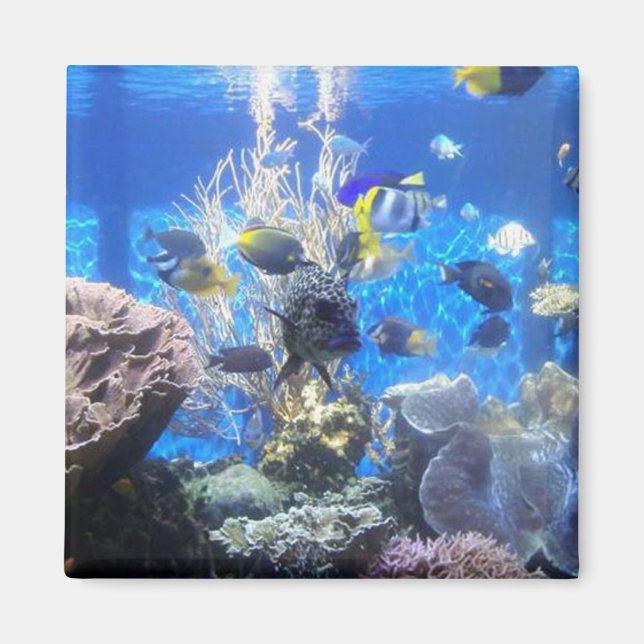 Fish tank magnet (Front)