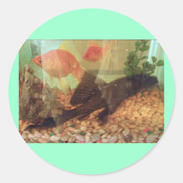 Fish Tank Sticker (Front)