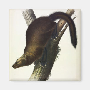 Fisher (Pennant's Marten or Cat Fisher) by Audubon Magnet