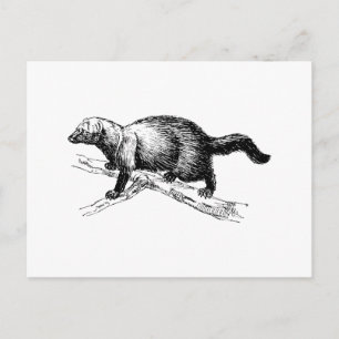 Fisher Postcard