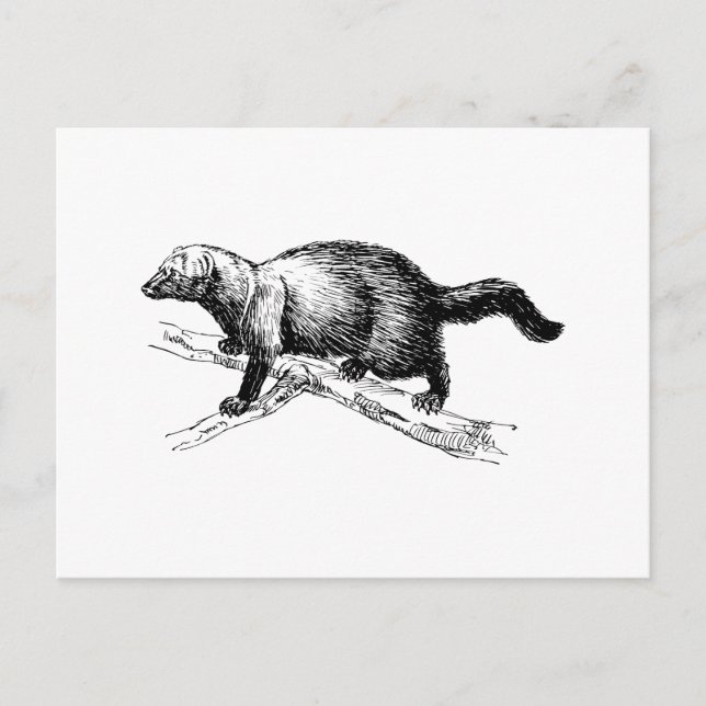 Fisher Postcard (Front)