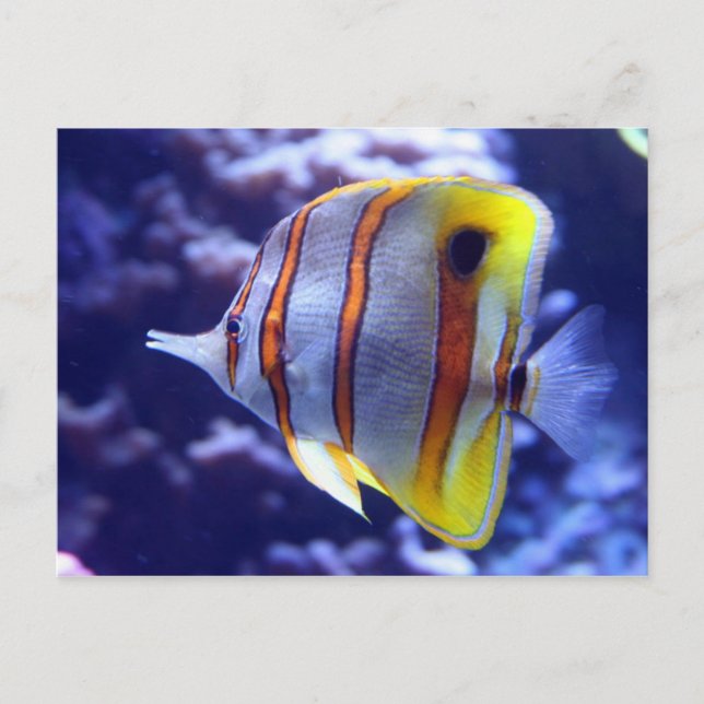 FISHER THE FISH POSTCARD (Front)