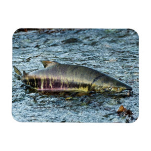 Fishermen Love them Salmon Magnet