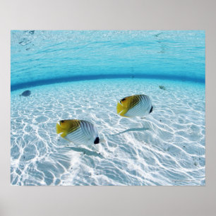 Fishes at Sea Poster