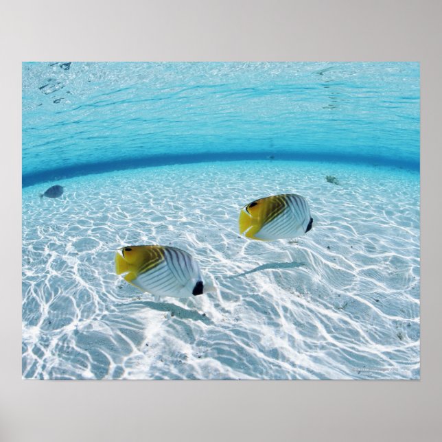 Fishes at Sea Poster (Front)