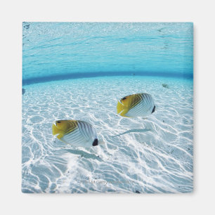 Fishes in the sea 2 magnet