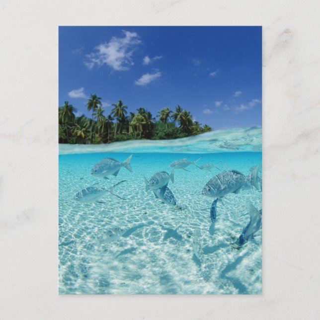 Fishes in the sea postcard (Front)