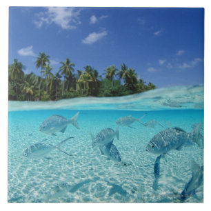 Fishes in the sea tile