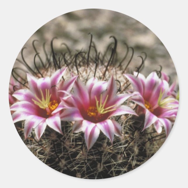 Fishhook Cactus Classic Round Sticker (Front)