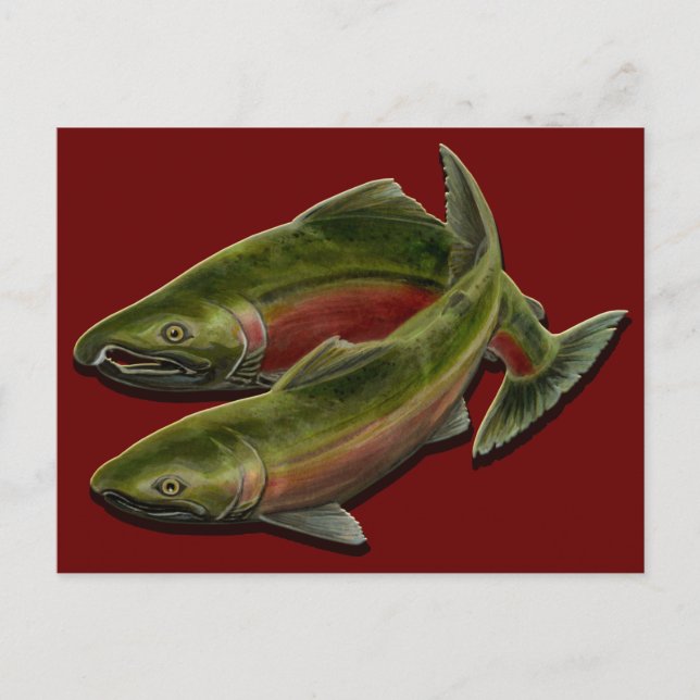 Fishing Bear Postcard Custom Salmon Fish Postcards (Front)