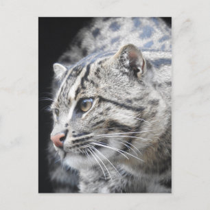 Fishing Cat Postcard