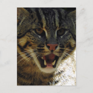 Fishing Cat Postcard