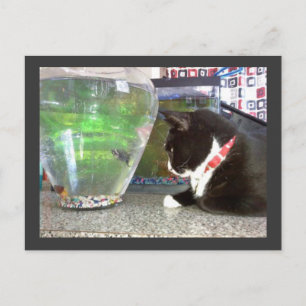"Fishing Cat Postcard"" Postcard