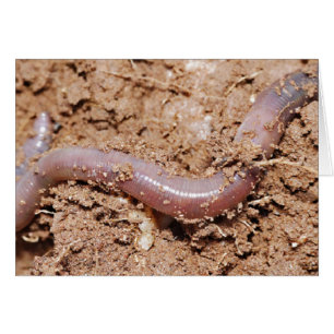 Fishing Earth Worm