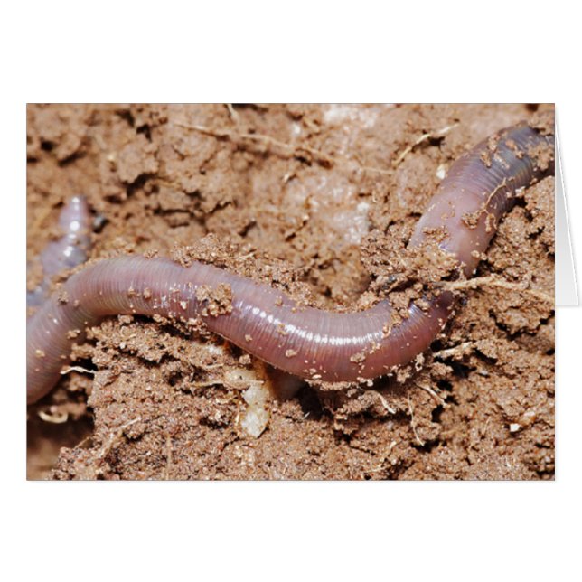 Fishing Earth Worm (Front Horizontal)