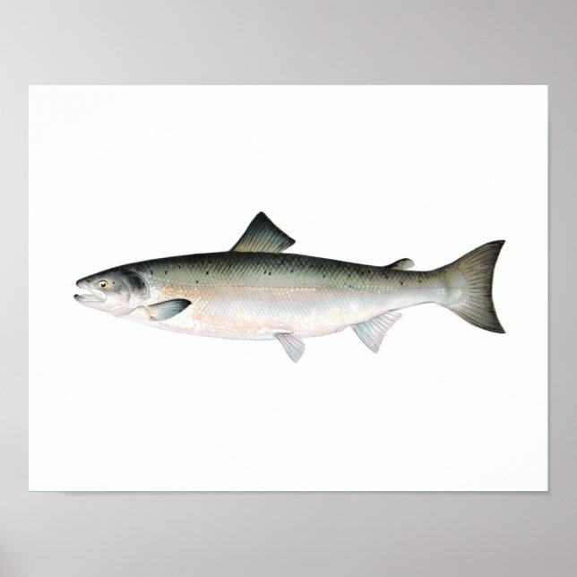 Fishing poster - Atlantic Salmon Fish (Front)