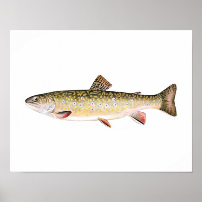 Fishing poster - Brook Trout Female Fish (Front)